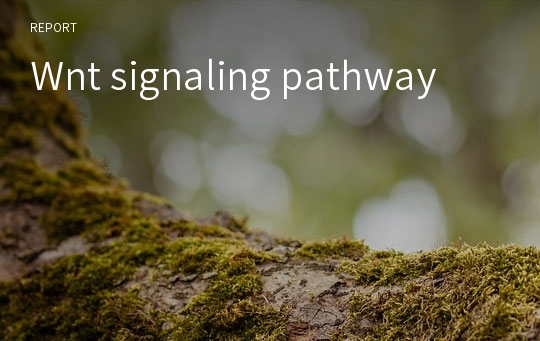 Wnt signaling pathway