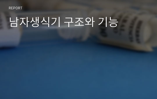 남자생식기 구조와 기능