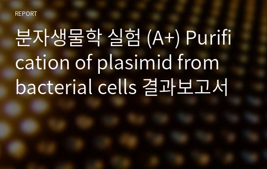 분자생물학 실험 (A+) Purification of plasimid from bacterial cells 결과보고서